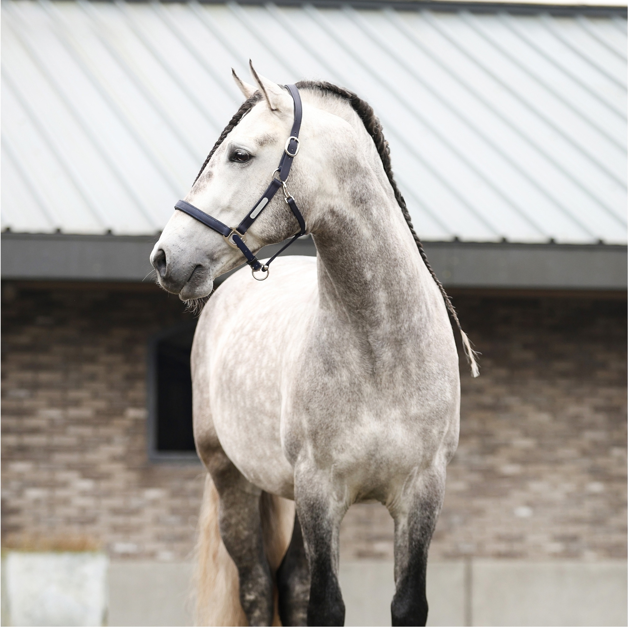 Equilibrium New Stellar Headcollar EQB1681 - Navy